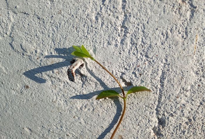 Yanosh Racz photofolio - Shadows of the Light - PhotoGraphy